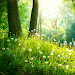 Forest Live Wallpaper Apk