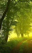 Forest Live Wallpaper Screenshot7