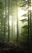 Forest Live Wallpaper Screenshot6