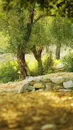 Forest Live Wallpaper Screenshot3