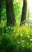 Forest Live Wallpaper Screenshot2