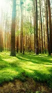 Forest Live Wallpaper Screenshot4