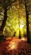 Forest Live Wallpaper Screenshot1