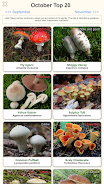 Shroomify Screenshot5
