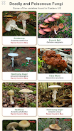Shroomify Screenshot8