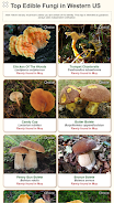 Shroomify Screenshot2