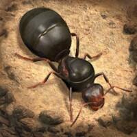The Ants Apk