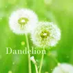 Dandelion +HOME Apk