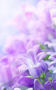 Lilac Flowers Live Wallpaper Screenshot3
