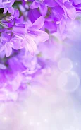 Lilac Flowers Live Wallpaper Screenshot1