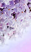 Lilac Flowers Live Wallpaper Screenshot7