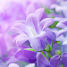 Lilac Flowers Live Wallpaper Apk