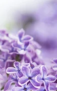 Lilac Flowers Live Wallpaper Screenshot5