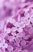 Lilac Flowers Live Wallpaper Screenshot4