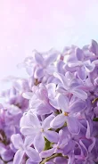Lilac Flowers Live Wallpaper Screenshot6