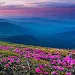 Mountain Flower Live Wallpaper Apk