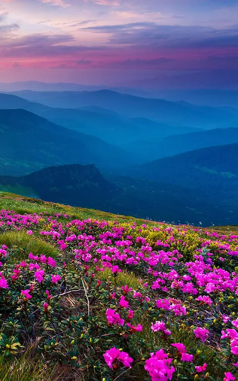 Mountain Flower Live Wallpaper Screenshot3